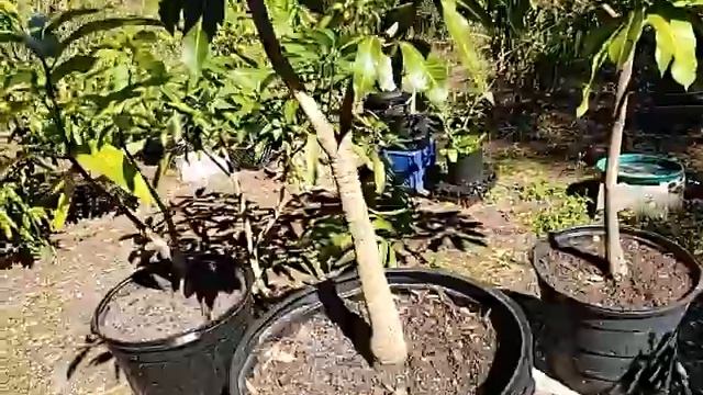 Dwarfing mango tree's ( keeping them tiny )! смотреть онлайн