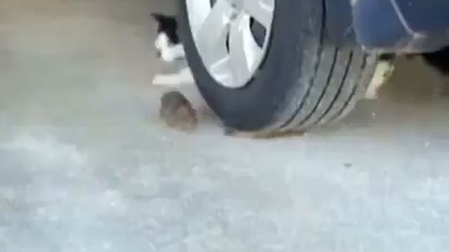 Tom & Jerry смотреть онлайн