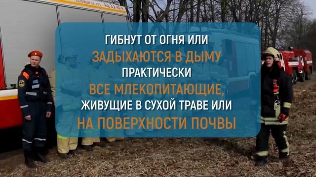 Чем опасен пал травы смотреть онлайн