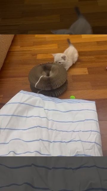 КОТЕНОК МАНЧКИН. ЛАПЫ КОРОТКИЕ, НОВАЯ ИГРУШКА. РЖАКА смотреть онлайн