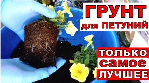 Почему не всходят ПЕТУНИИ_ Лучший грунт для посева и пикировки петунии