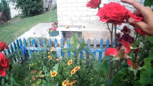 Один день из жизни в деревне. Уборка полисадника.