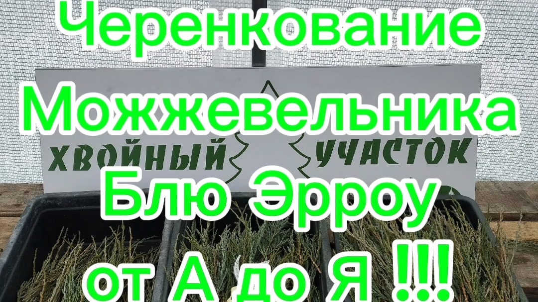 🌲Черенкование скального можжевельника Блю Эрроу от А до Я🌲 смотреть онлайн