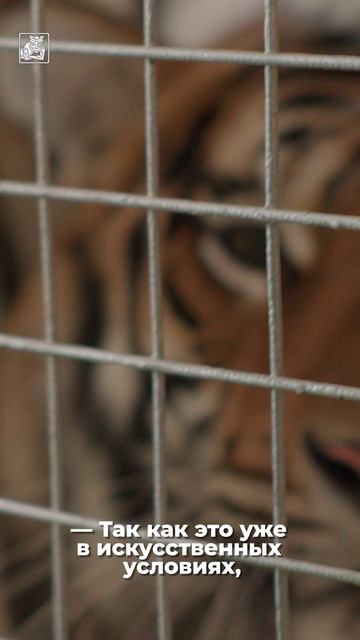 Чем амурский тигр отличается от циркового? смотреть онлайн