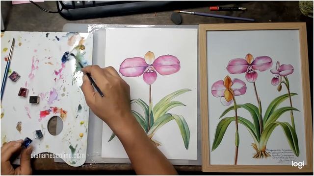 Peruvian Orchid Phragmipedium Kovachii in Watercolor. смотреть онлайн