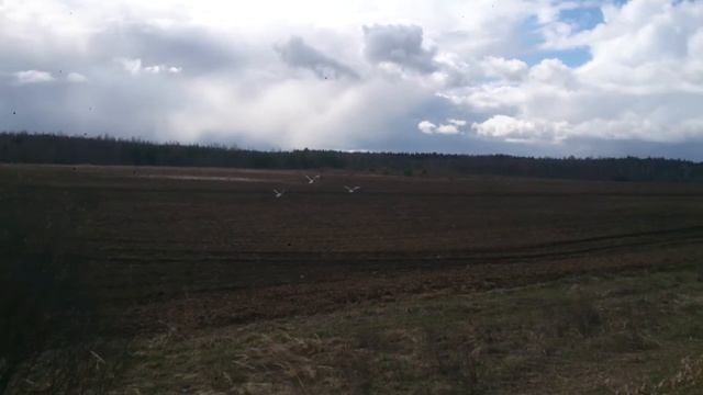 Аисты на поле! смотреть онлайн