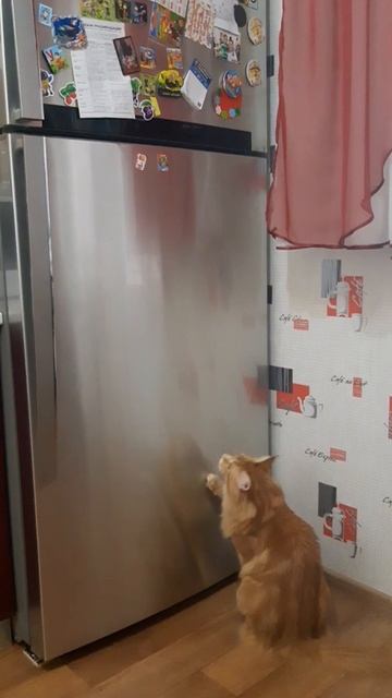 Прыгучий зайце подобный кот Мейн-кун