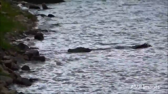 Shocking Footage Shows Crocodile Cannibal смотреть онлайн