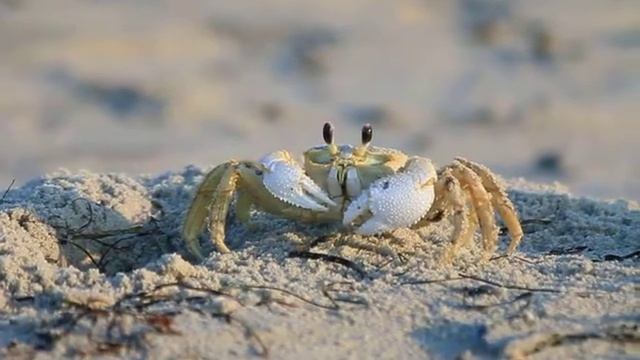 Ocracoke Ghost Crab смотреть онлайн