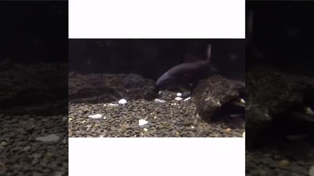Loach fish смотреть онлайн