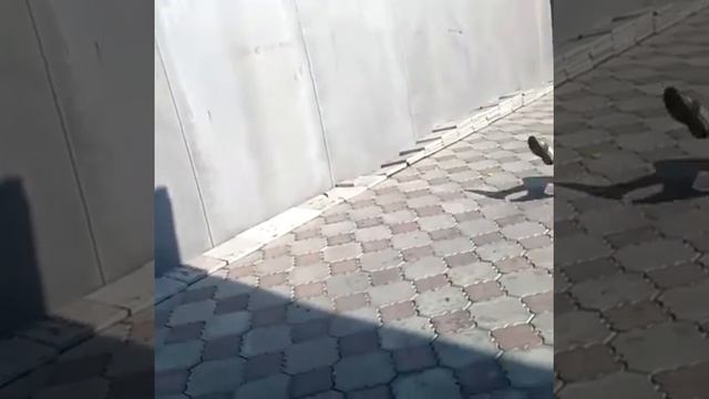 Бумер Димон гелик смотреть онлайн