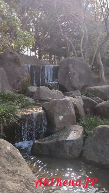 Весна в Японии. #shorts #япония #токио #japan #tokyo смотреть онлайн