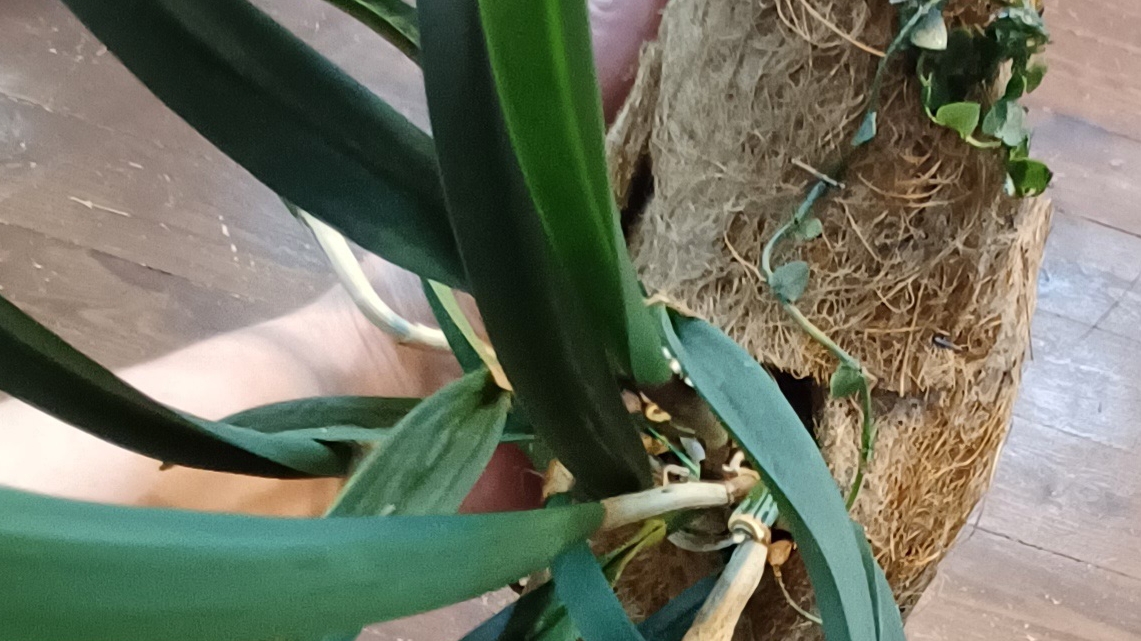 Малоуходный блок для орхидей. Обзор посадки орхидеи на блок. Каттлея. смотреть онлайн