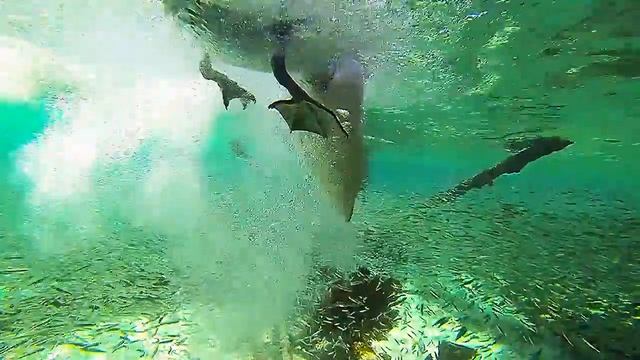 pelican feeding смотреть онлайн