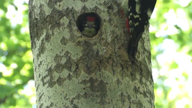 Дятел кормит крикливых птенцов, woodpecker feeds chicks смотреть онлайн