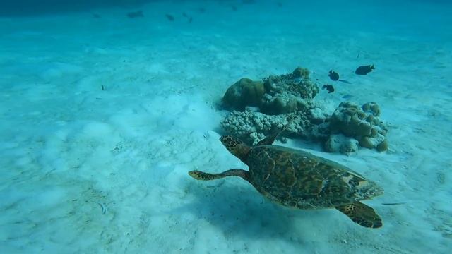 Teaser Maldives - Hotel Cocoon смотреть онлайн