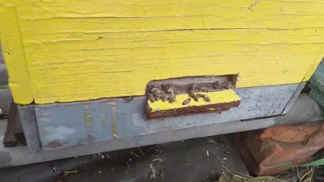 ПОТРАВИЛИ ПЧЁЛ... 30.04.2023 смотреть онлайн