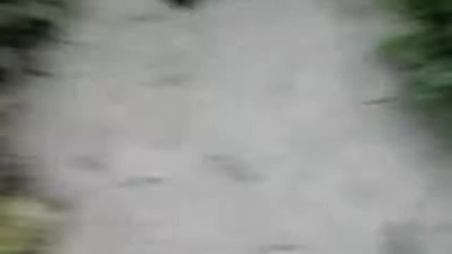 Мои пушистые друзья! смотреть онлайн