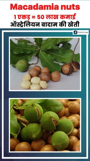 पैसों की टकसाल है Macadamia Nuts Farming | Australian Nuts #Shorts #macadamianuts смотреть онлайн