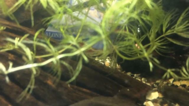 Baby Cherry Shrimp смотреть онлайн