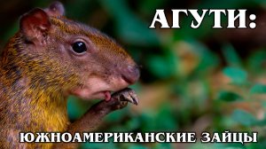 Агути: Скрытный Тропический Грызун | Интересные факты про агути