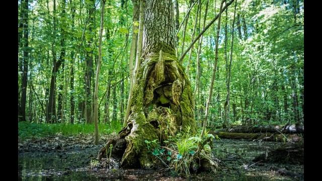 Юрий Аделунг - Леший смотреть онлайн