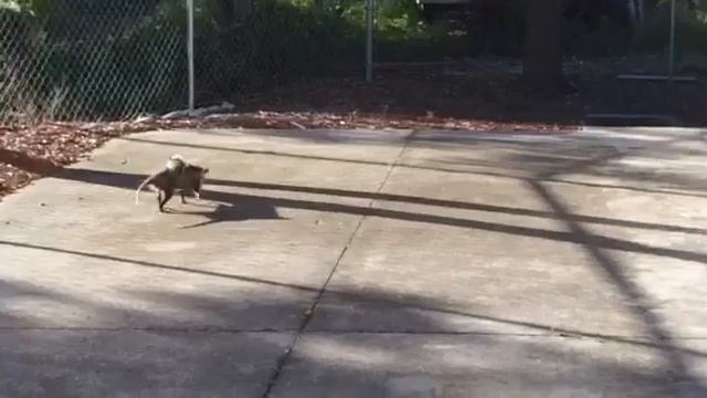 Opossum in Florida with a baby on its back смотреть онлайн