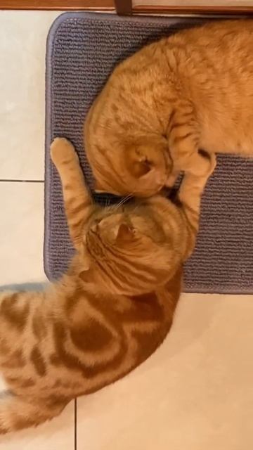 Cheddar Cheese & Cheese Cake taking turns to see me #cat #cats #scottishfold #thecheesesscottishfol смотреть онлайн