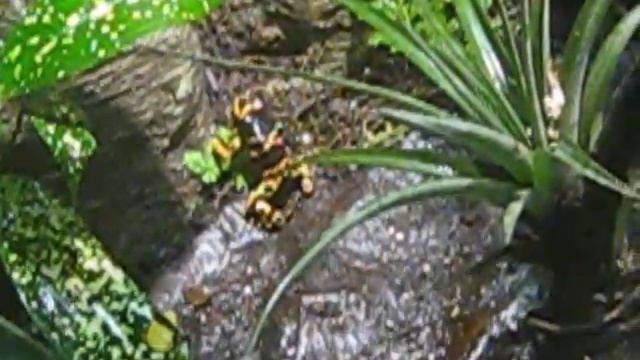 Poison Dart Frogs Eating Crickets and Fruit Flies смотреть онлайн