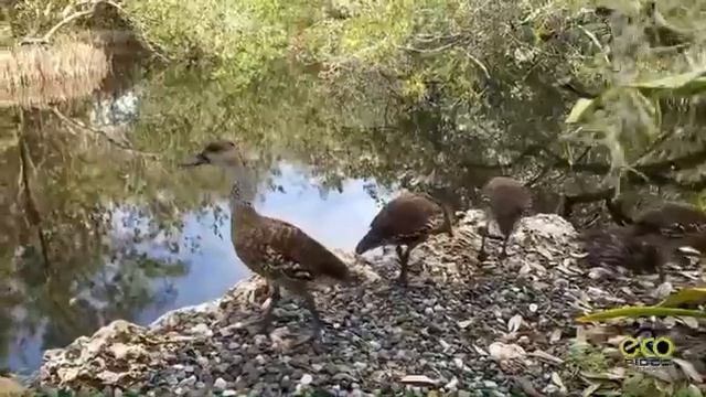 Nature Therapy with Cayman Whistling Ducks смотреть онлайн