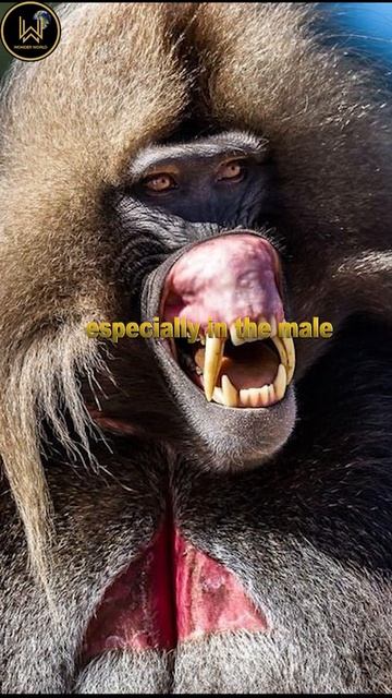 Gelada Baboon | The Scariest Herbivore On Earth #world #extinctanimals #shortvideo #shorts смотреть онлайн