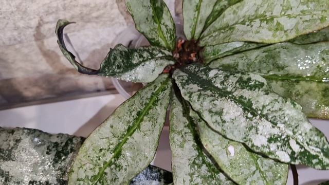 Hoya Silver