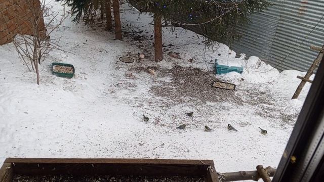 Белка боится шума. смотреть онлайн