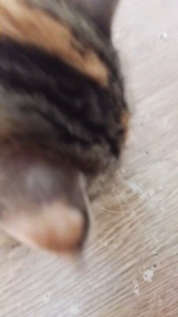 Витамины для кошек 😺 Unitabs #cat #экзот смотреть онлайн