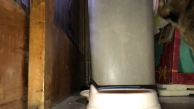 【まるで犬】おはよう！言えるし、おかえり！もできる猫【猫と日本の庭】 смотреть онлайн