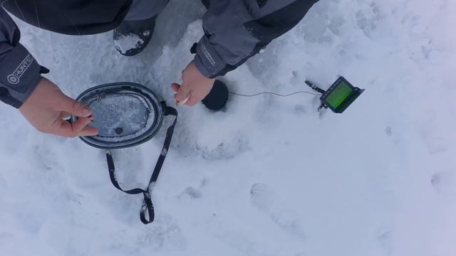 Первый лёд 2024-2025 ловля чебака в отличной компании живец пойман