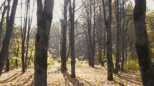 Ivkov Serge - September смотреть онлайн