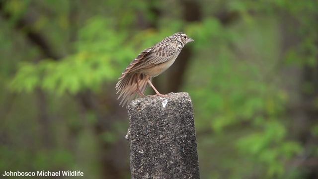 SonyRX10iv SUPER SLOW MOTION (10XSLOW) video of Bush Lark by Johnbosco Michael смотреть онлайн