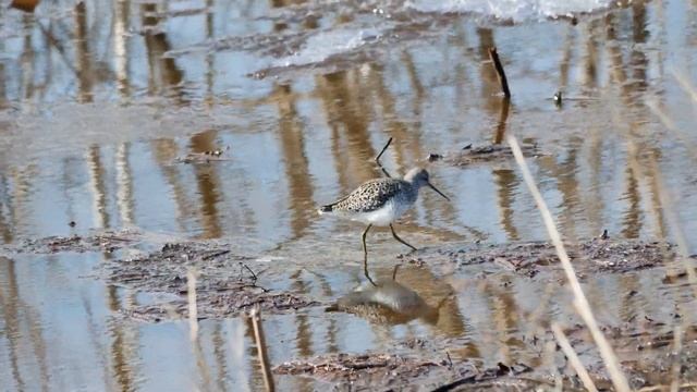 Кулик Поручейник смотреть онлайн