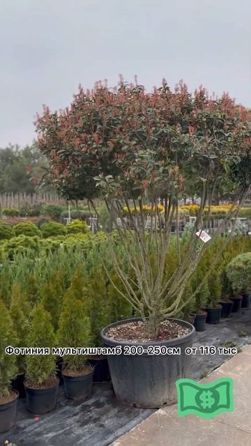 Фотиния мульти - штамб 🌳 смотреть онлайн
