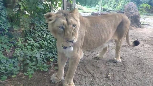 animals Sounds tiger lion hippopotamus Hipopótamo Tigre Leon бегемот тигр лев смотреть онлайн