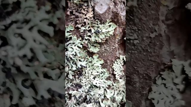 ящерица... смотреть онлайн