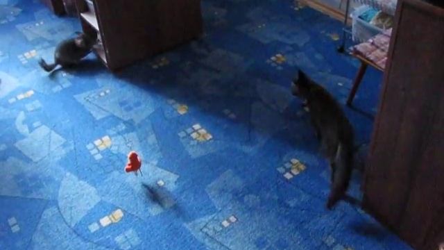 Коты и шиншилла..AVI смотреть онлайн