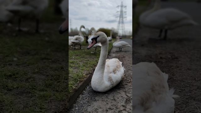 Pictures of the swans #shorts #short смотреть онлайн