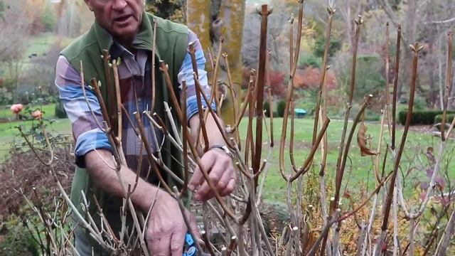 How to Prune Hydrangeas смотреть онлайн