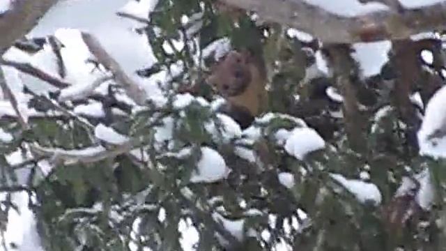 Ума, работа по кунице февраль 2014 смотреть онлайн