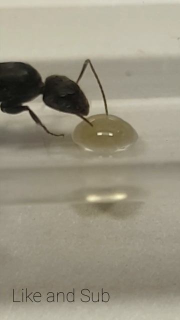 Queen ant eating honey #ant #insects #eating #cool #nature #intresting #queenant смотреть онлайн