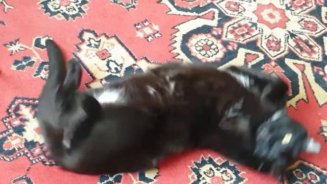 20.06.13 Cat in quarantine / Кот в карантине смотреть онлайн