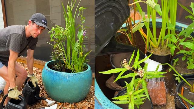 How to Create Your Own Mini Pond for Thriving Backyard Wildlife смотреть онлайн