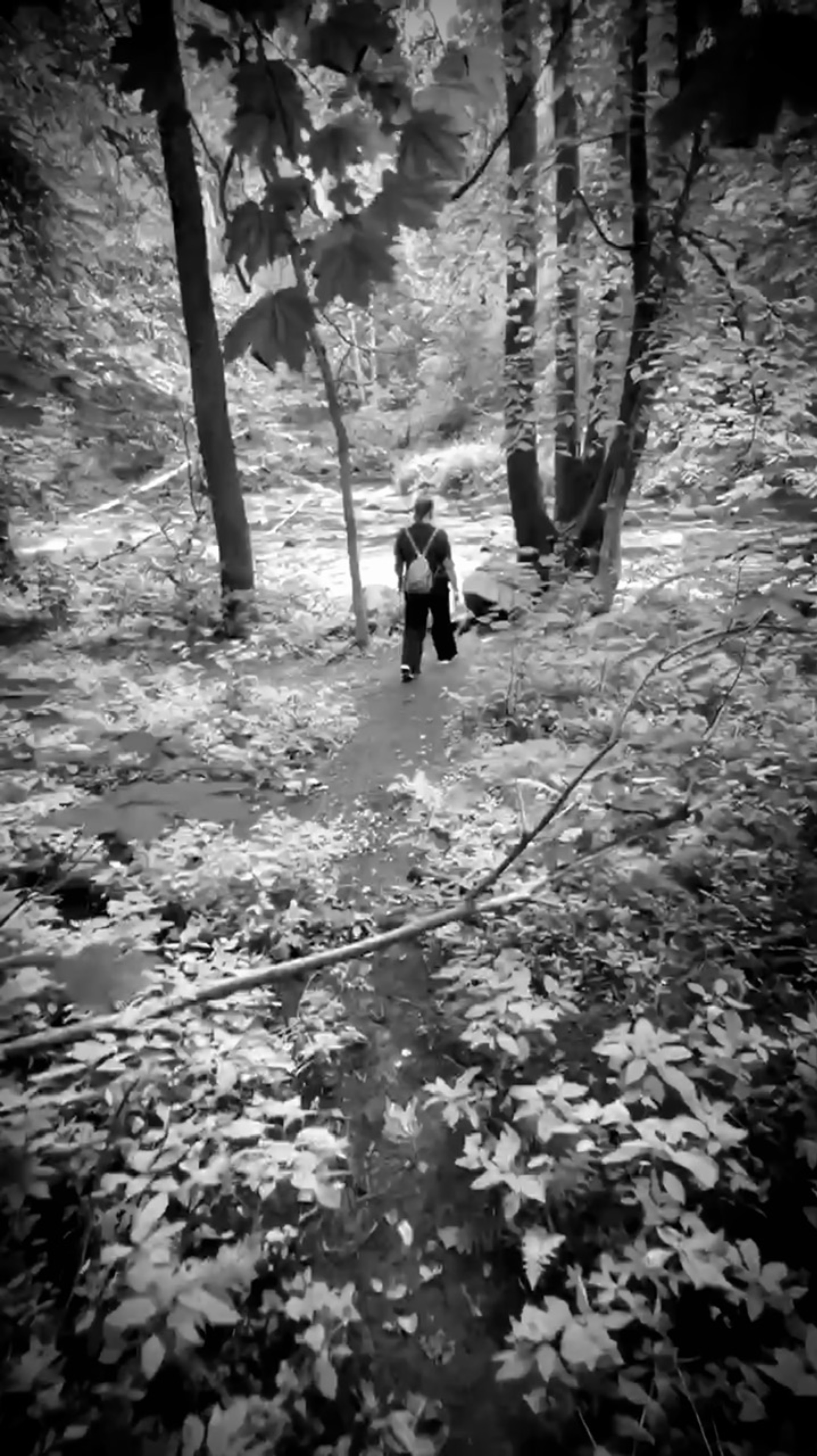 Линдуловская роща / река Рощинка